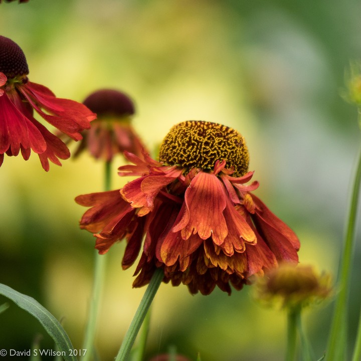 late heleniums