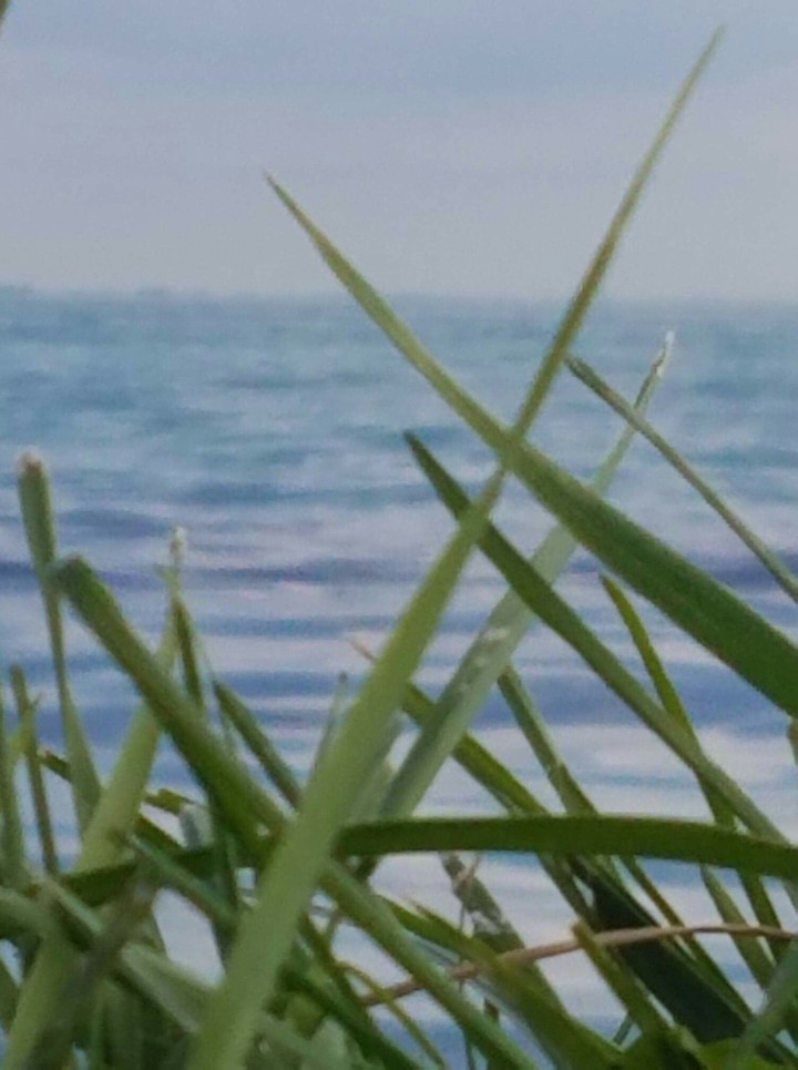 grassy bay