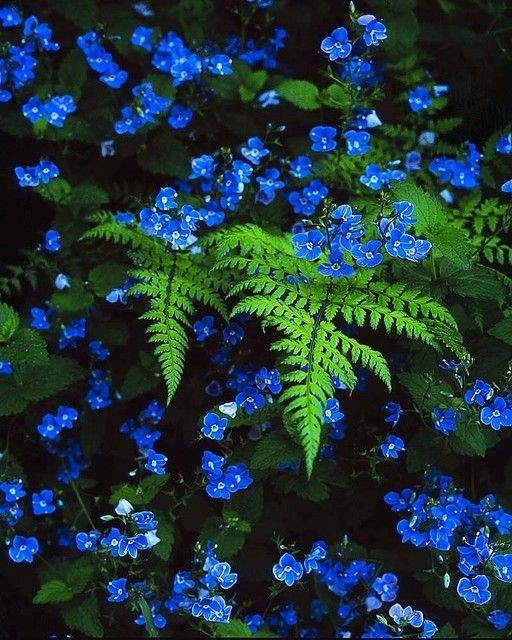 ❤ Forget Me Nots & Ferns ❤