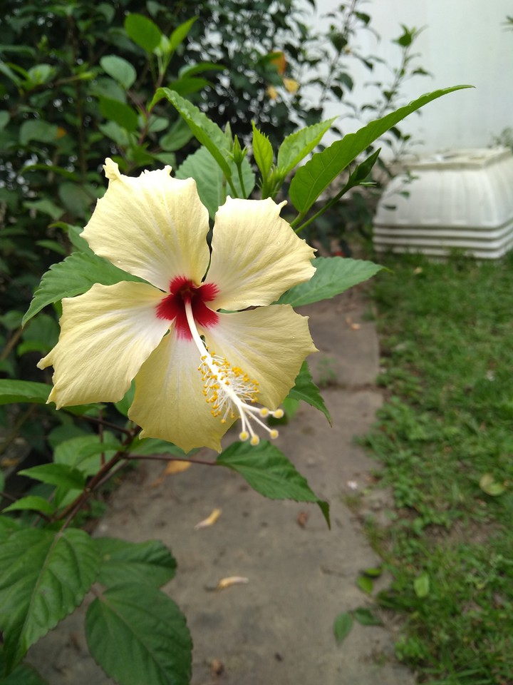 Uma flor melhora tudo.    One flower makes everything bet .