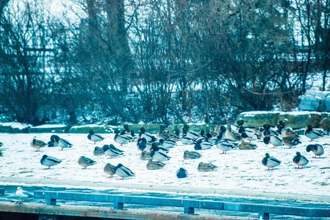 Birds