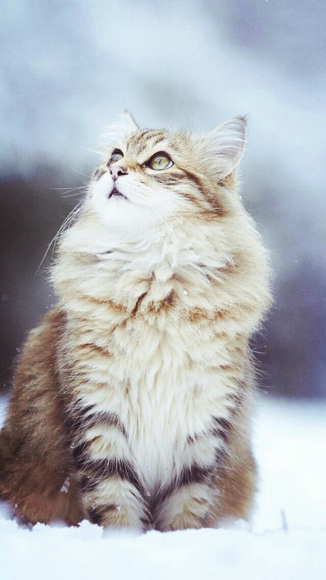 Beaty