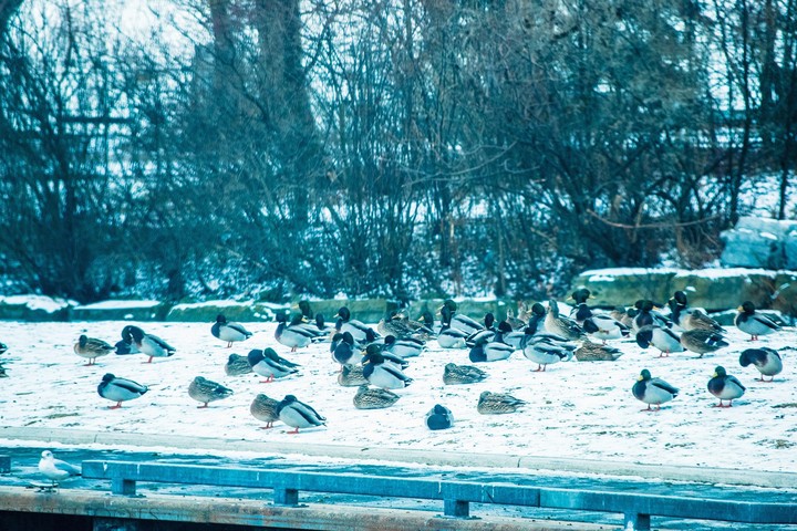Birds
