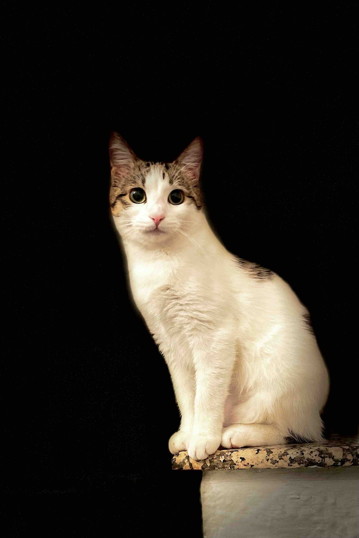 love cats