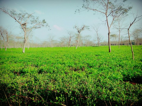 tea garden