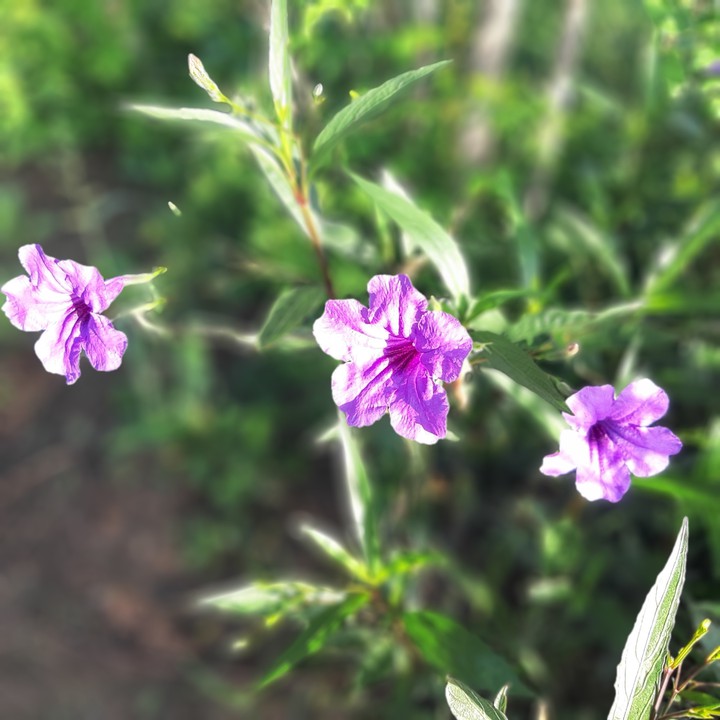 Flower