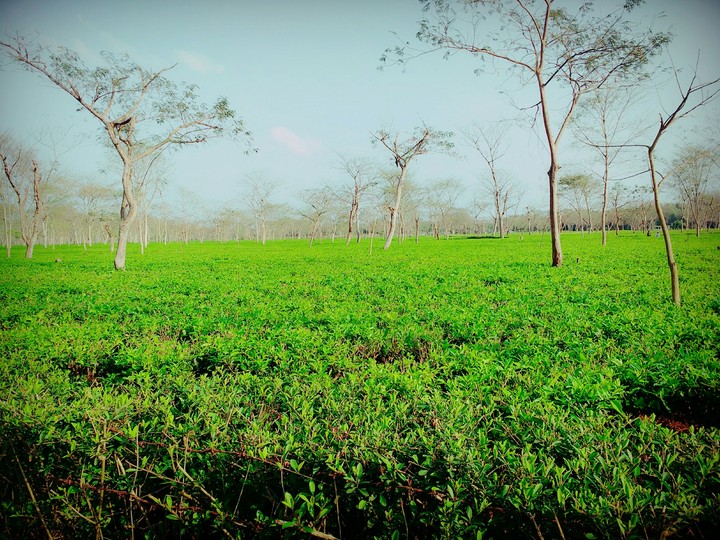 tea garden