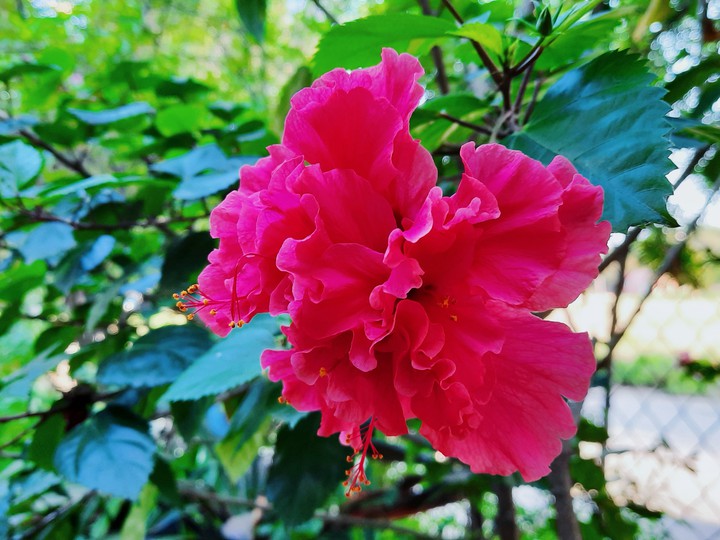 rosa