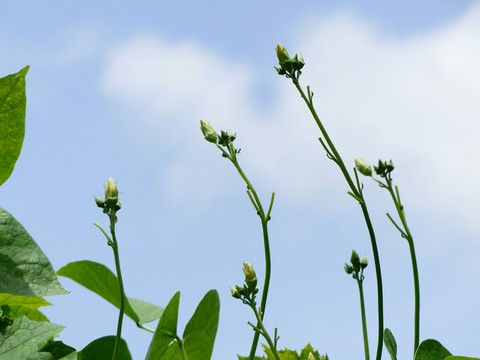 Plant