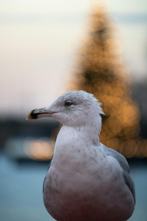 обои wing, beak