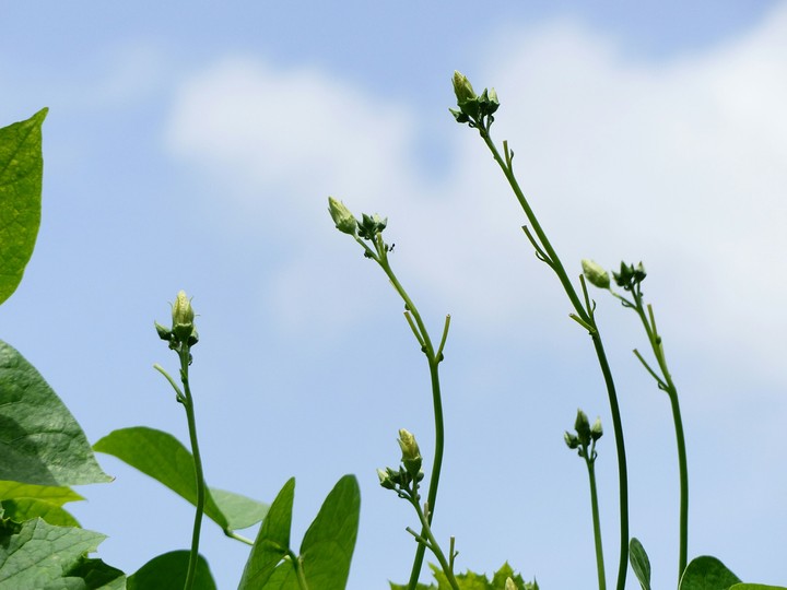 Plant