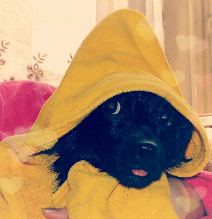 B dowg #dog