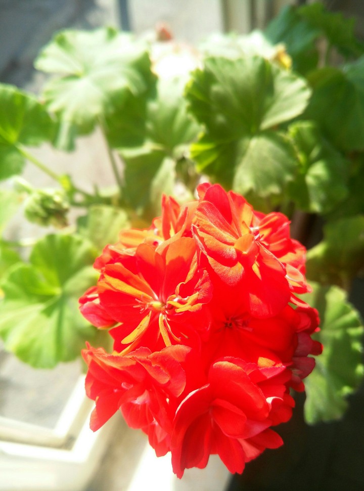 #spring
