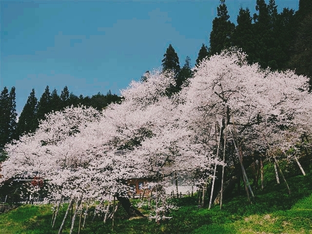 ancient sakura tree