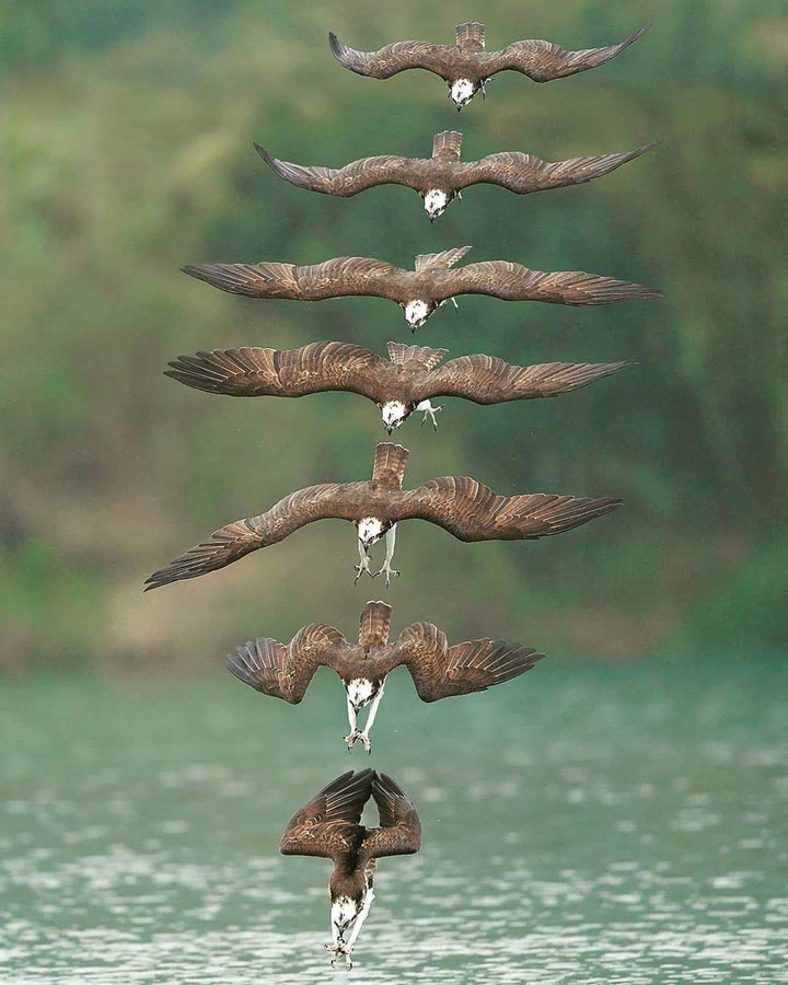 eagle