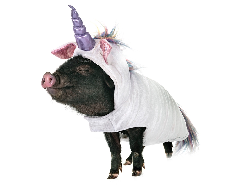 piggy