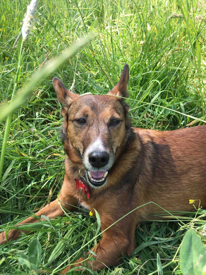 Hund auf der Wiese