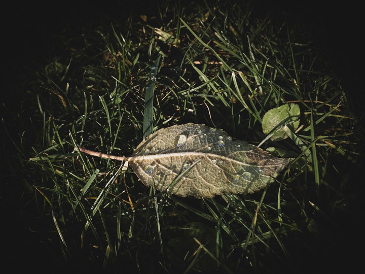 leaf
