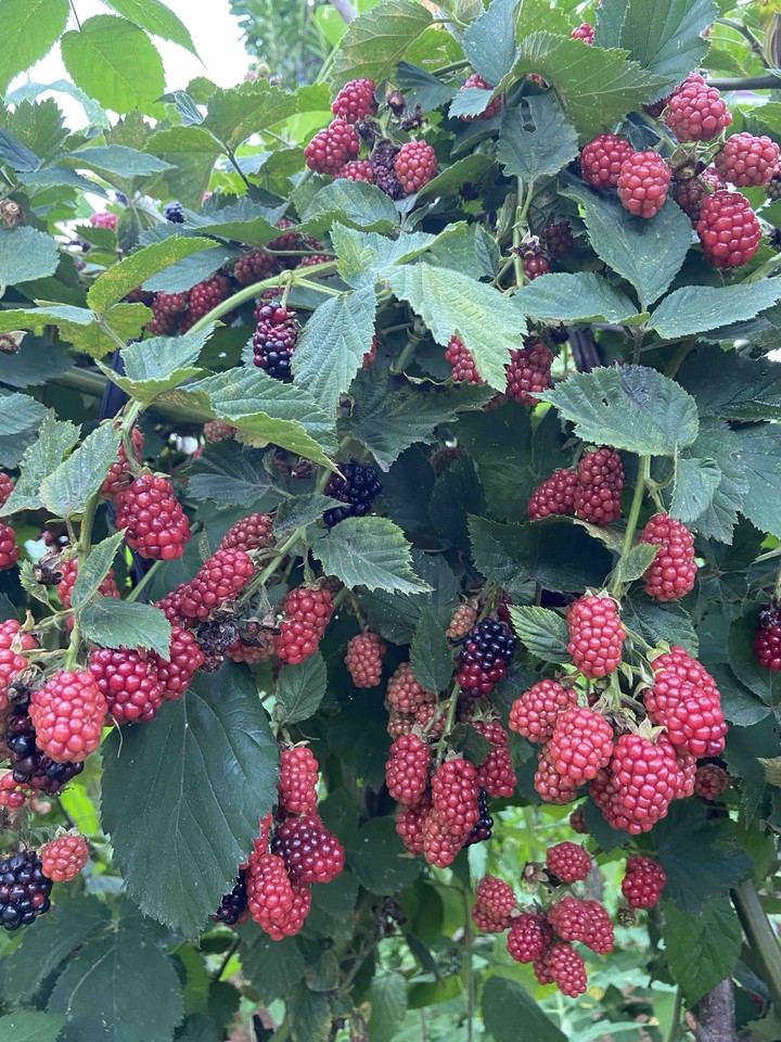 Blackberry