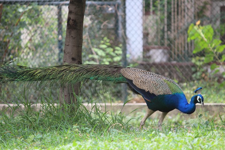 peacock