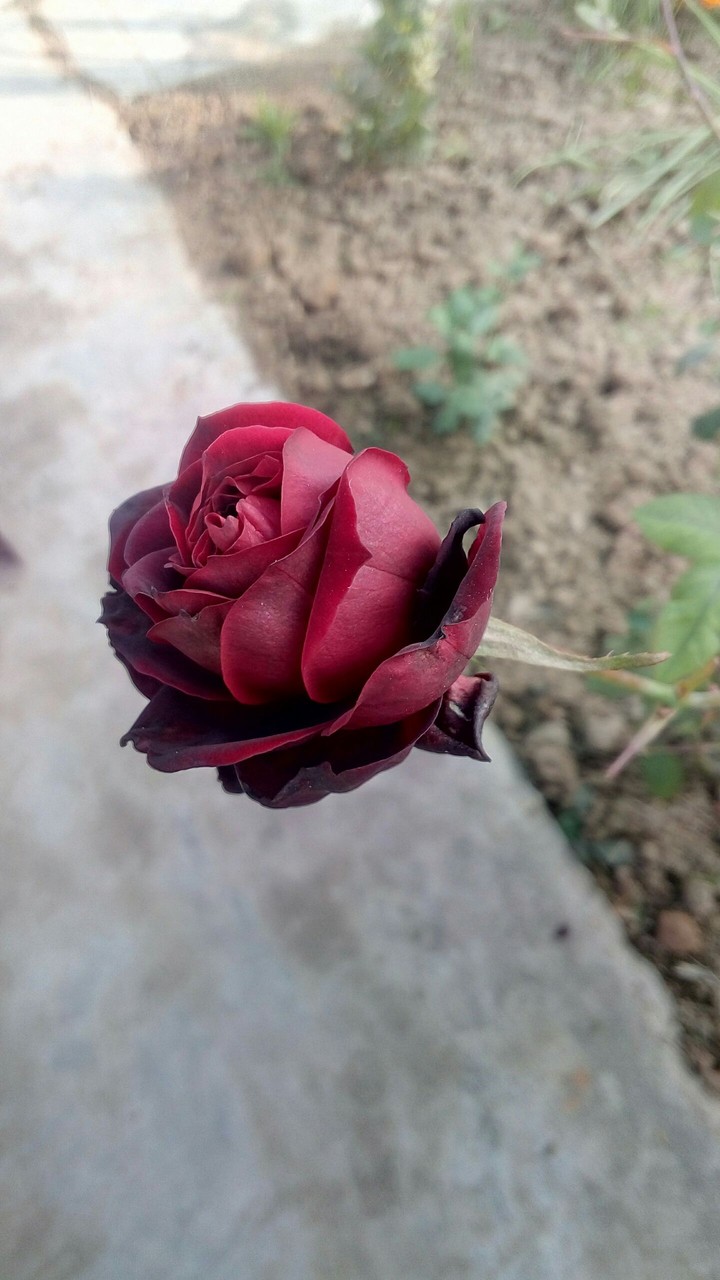 red rose