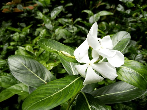 Love flowers ♥