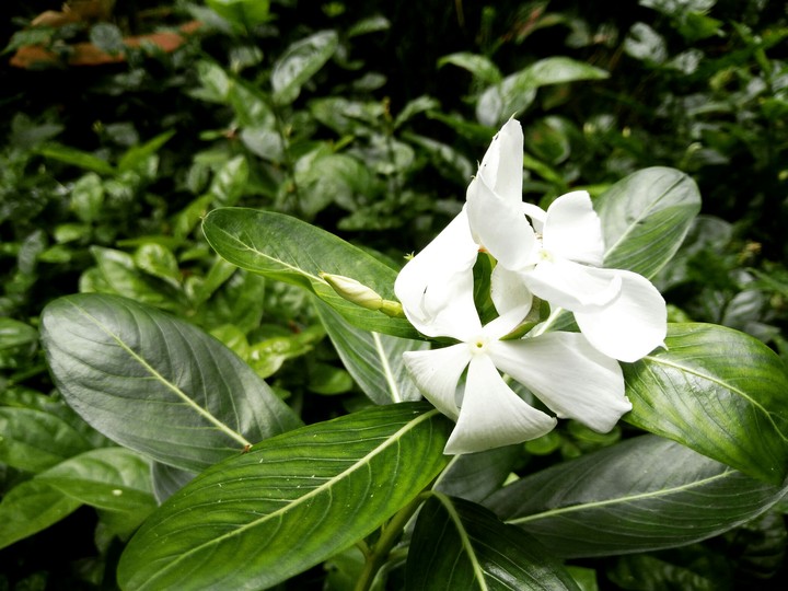 Love flowers ♥