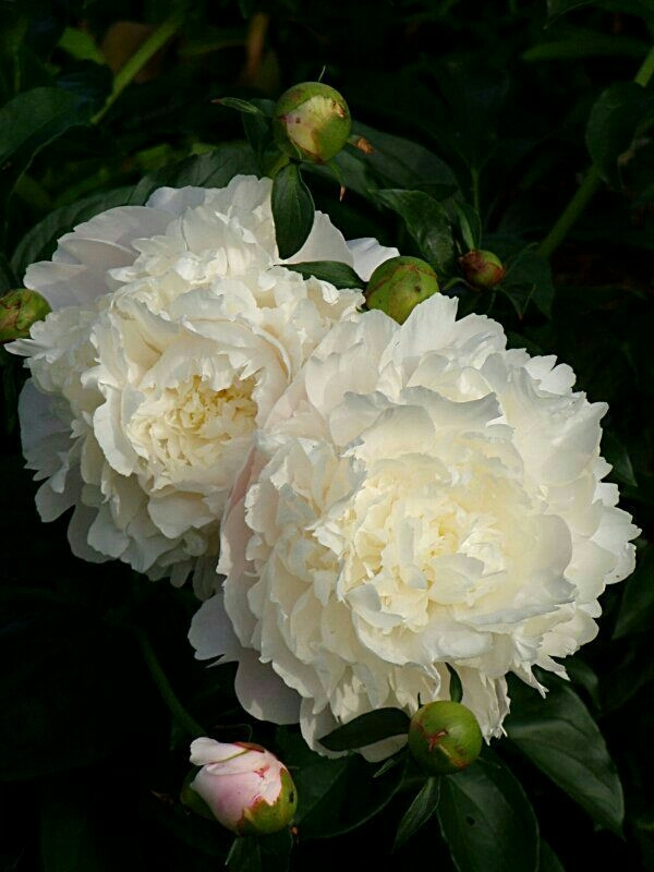 Peony