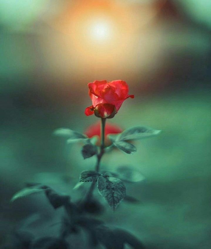 rose