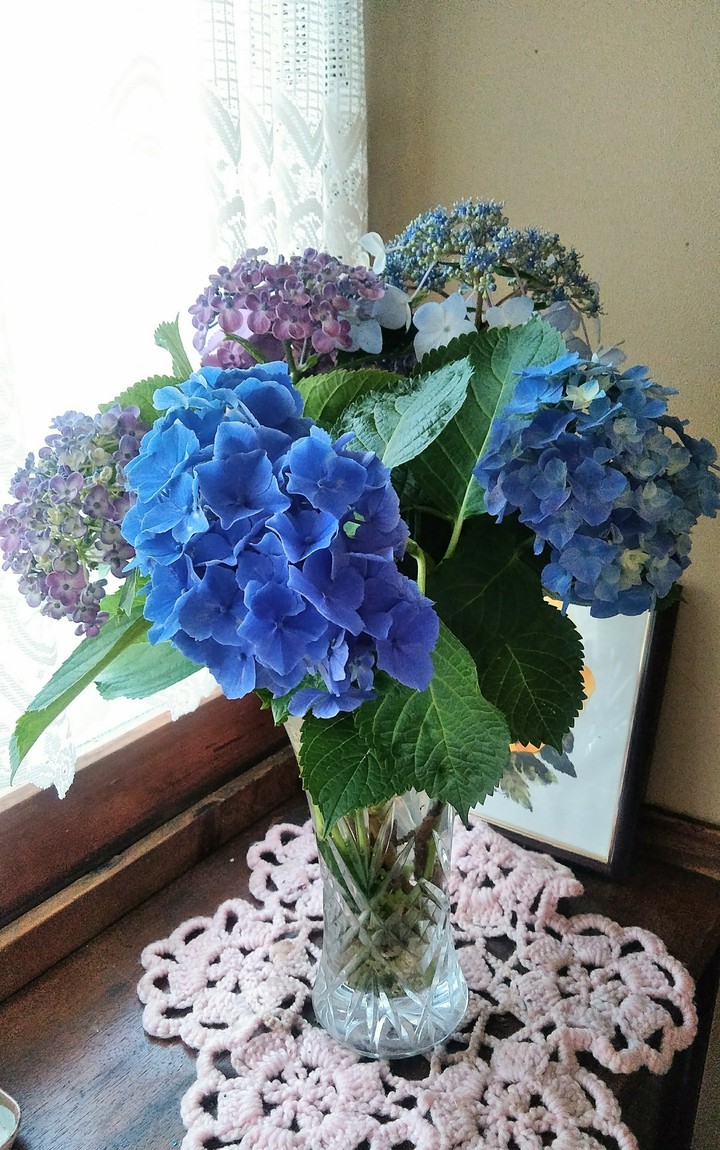 hydrangea