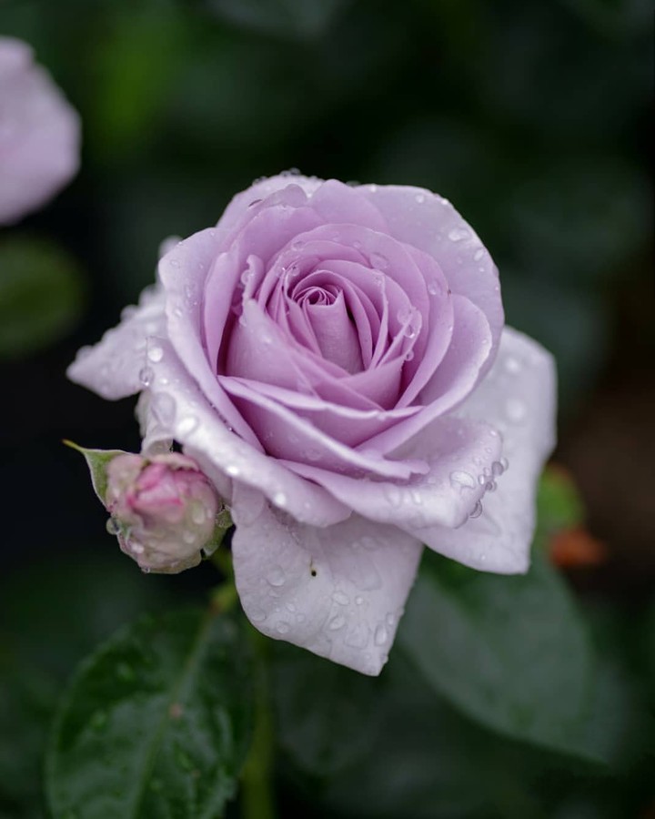 soft beauty