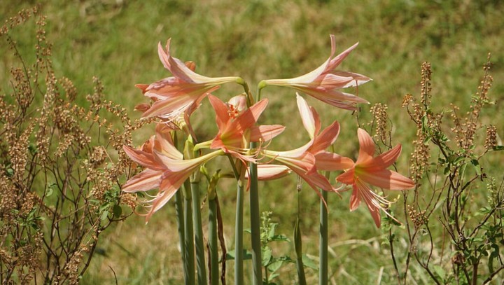 Beautiful Lilly