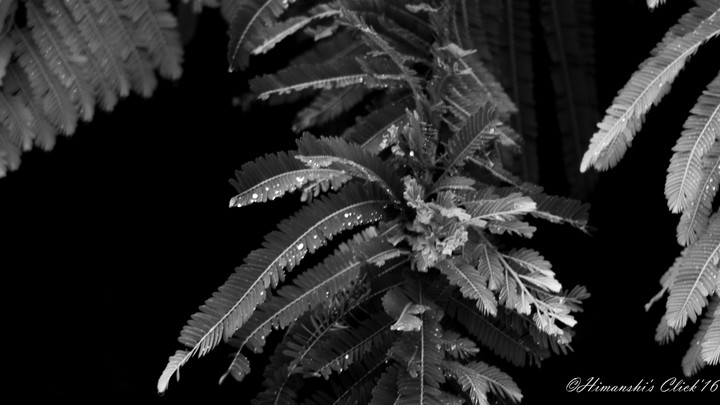 Dew drops in Monochrome