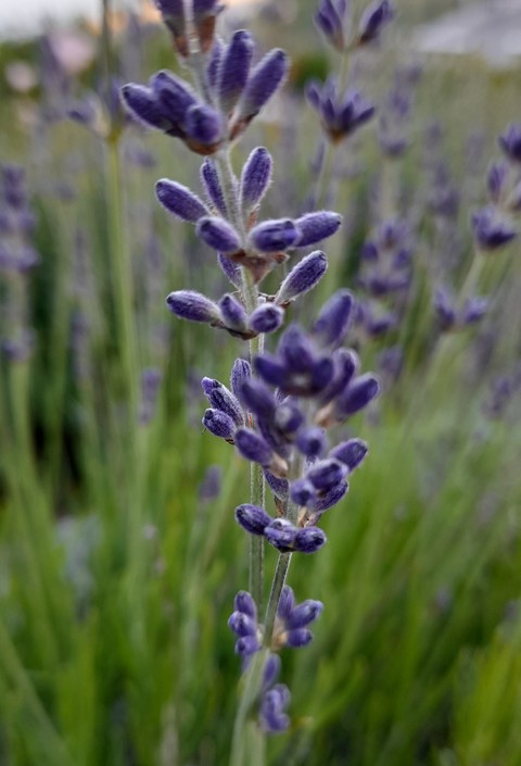 violet, wildflower háttérképek