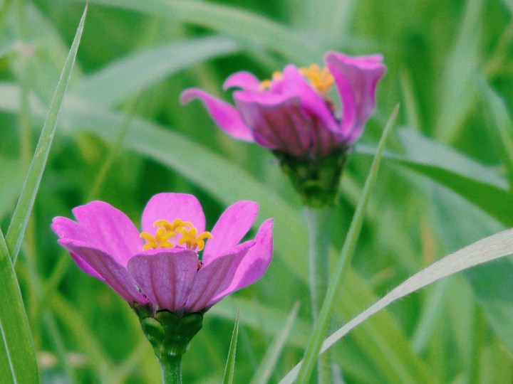 A small flower