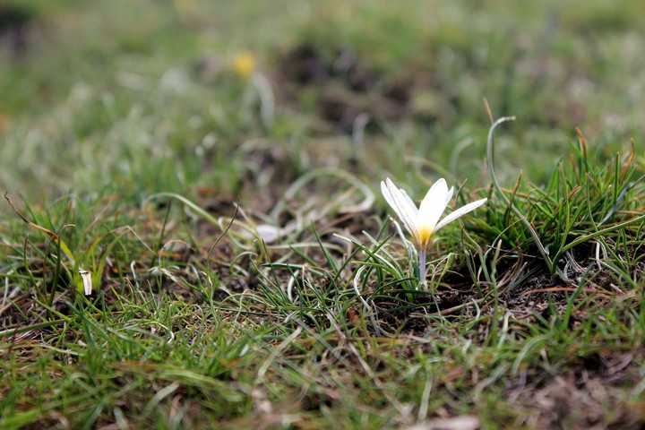 Spring flower/Подснежник