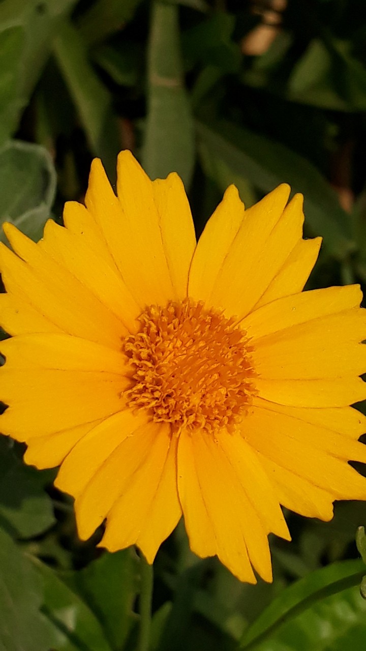 Little life in zoom and sunshine