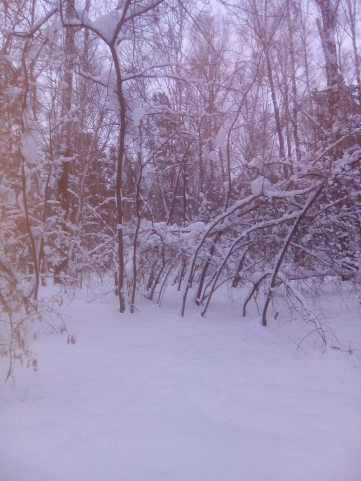 Зимний лес.