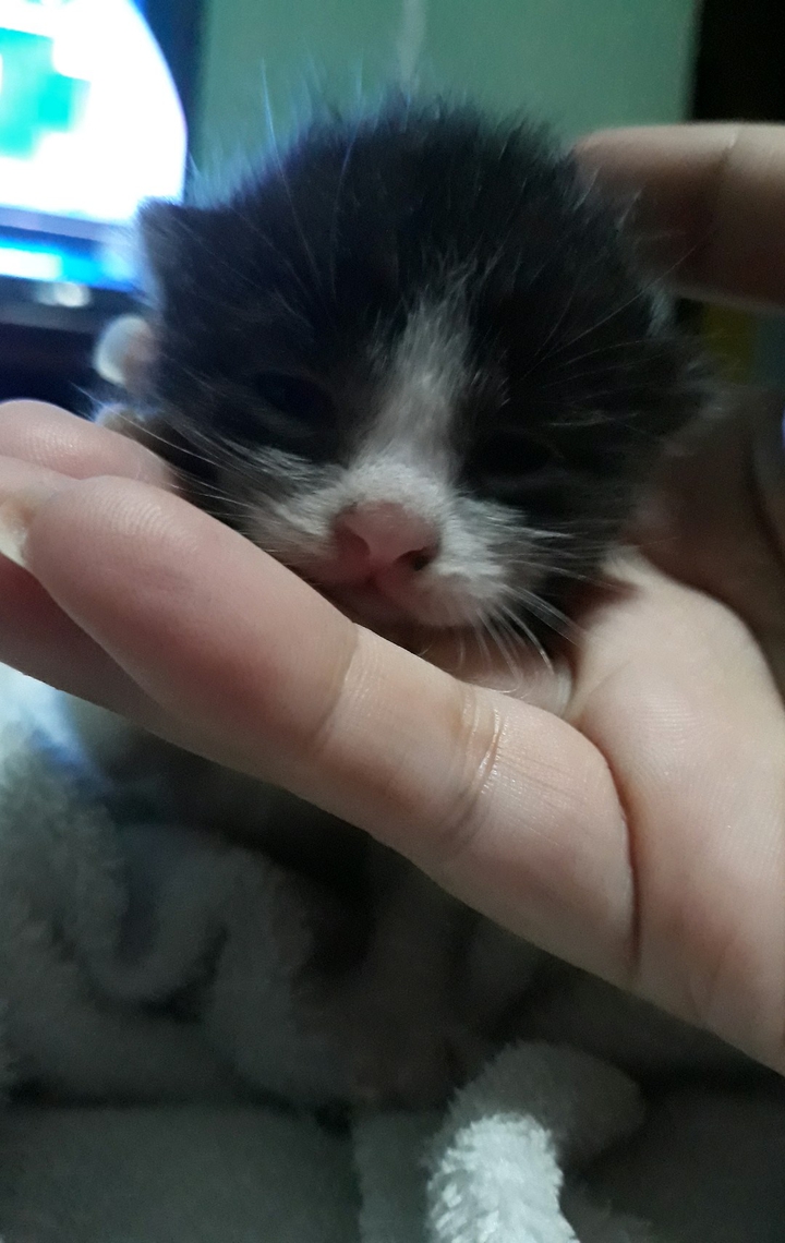 Cut Kitten