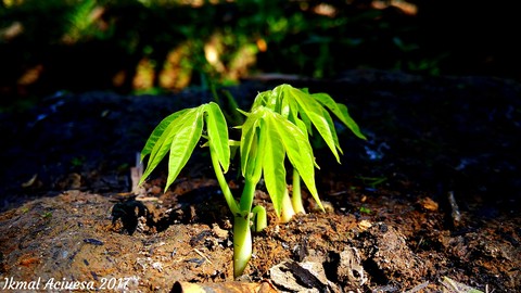 soil, 叶子壁纸