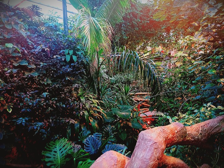 tropical