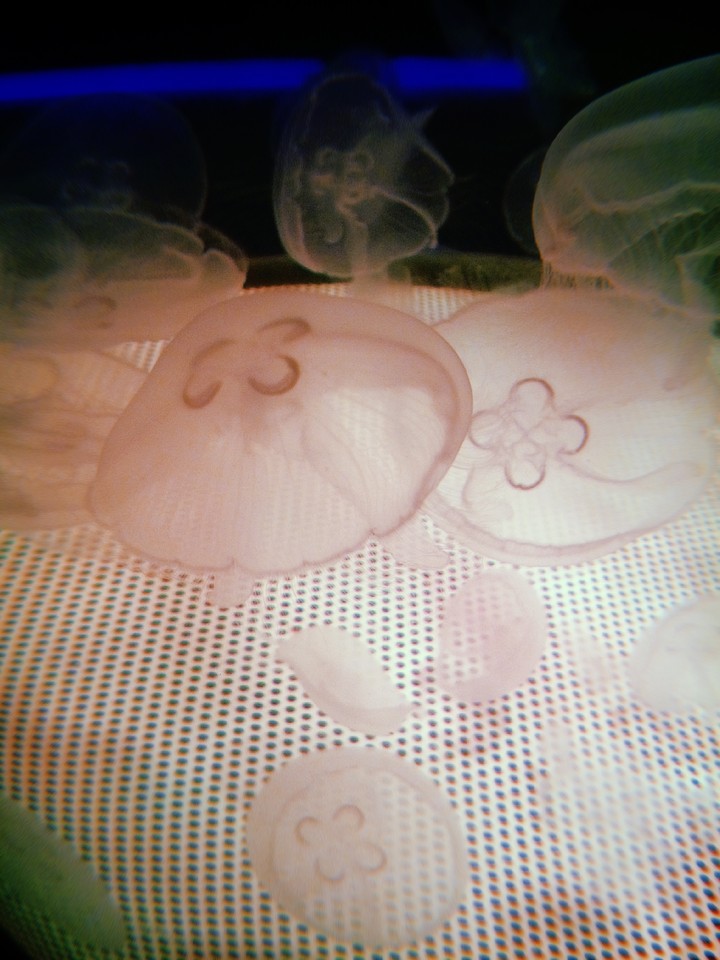 Jellyfish