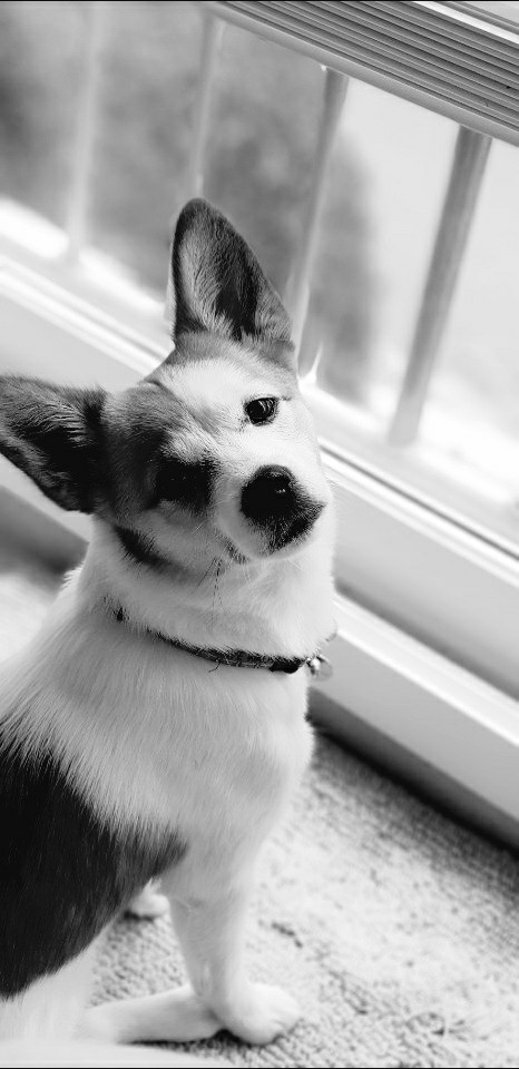My Dog