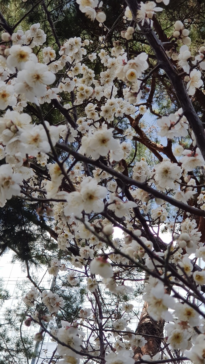 spring flower pretty