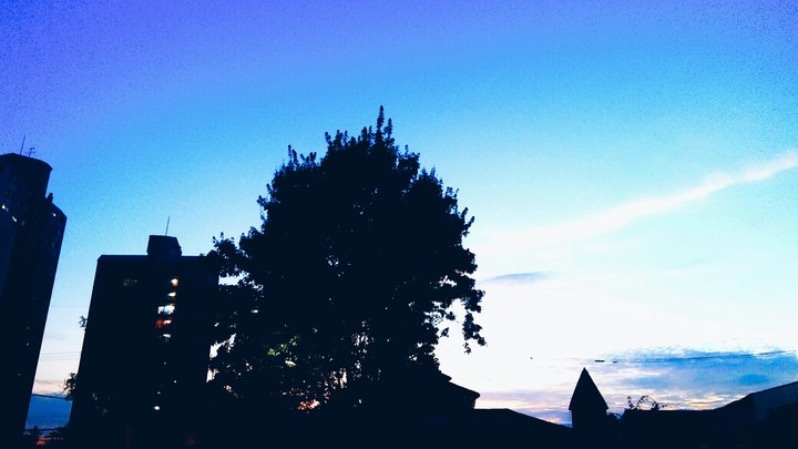 tree on sky