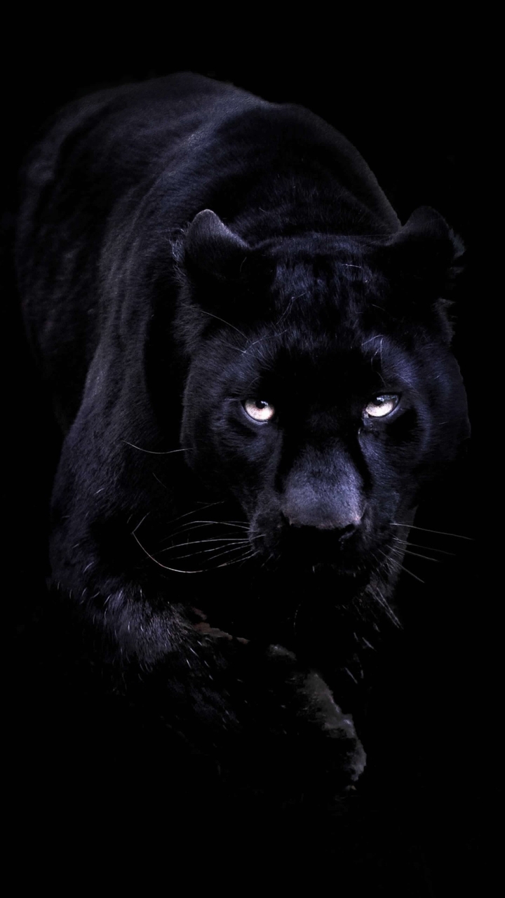 Panter