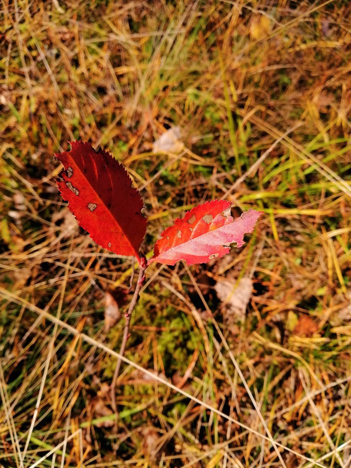 nature