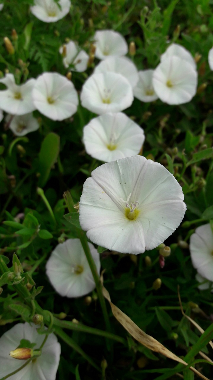 Field bindweed