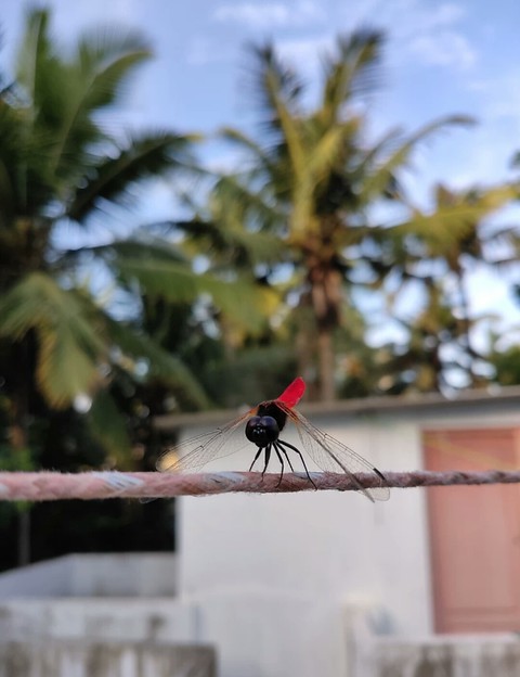 sanjit