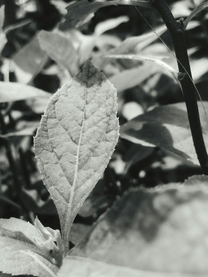 leaf